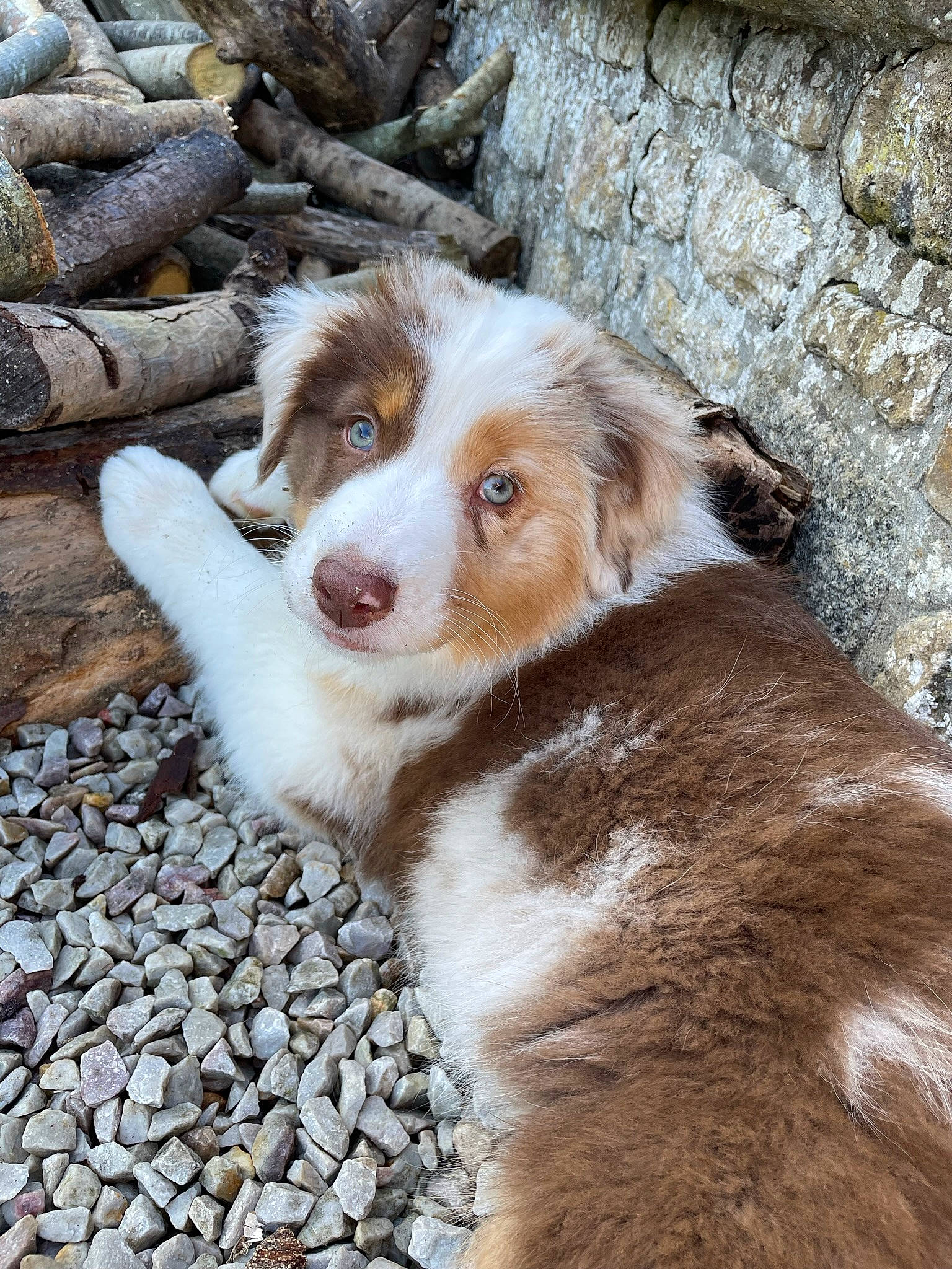 Tyana a rejoint le concours — aidez-le/la à gagner de superbes lots ! australian_shepherd, border_collie, canidae, carnivore, companion_dog, dog, dog_breed, fawn, fur, herding_dog, liver, plant, rock, snout, soil, sporting_group, street_dog, whiskers, working_animal, working_dog