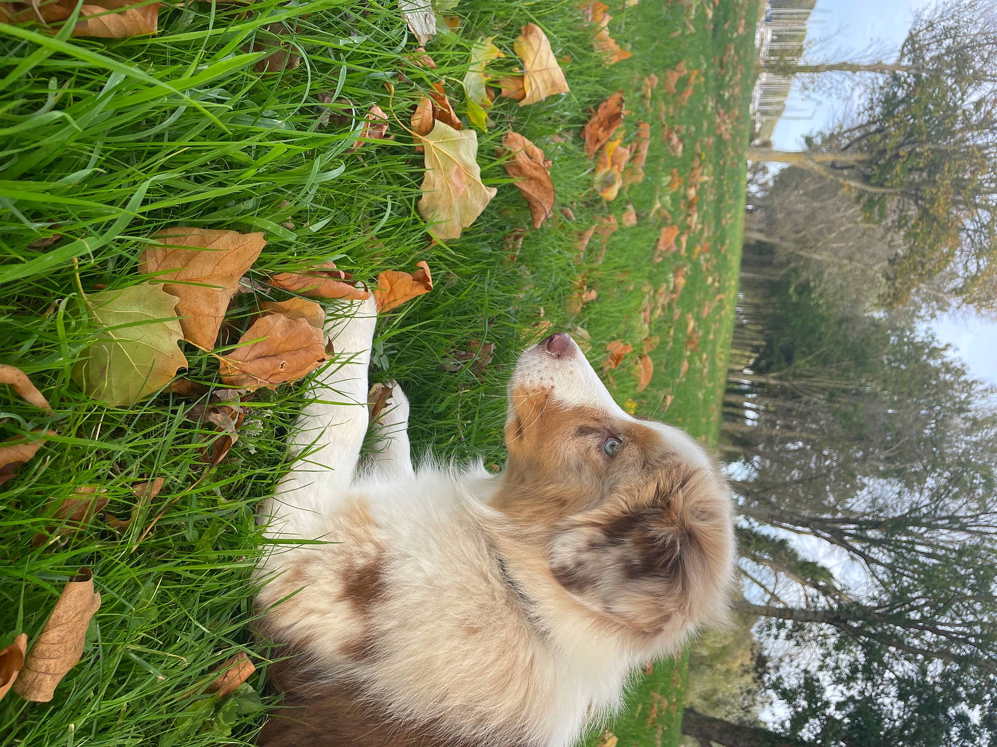 Tyana participe au concours pour gagner de l'argent avec cette photo : botany, canidae, carnivore, cat, dog_breed, domestic_short_haired_cat, felidae, fur, grass, groundcover, palm_tree, plant, small_to_medium_sized_cats, tail, terrestrial_animal, tree, trunk, twig, whiskers, wood