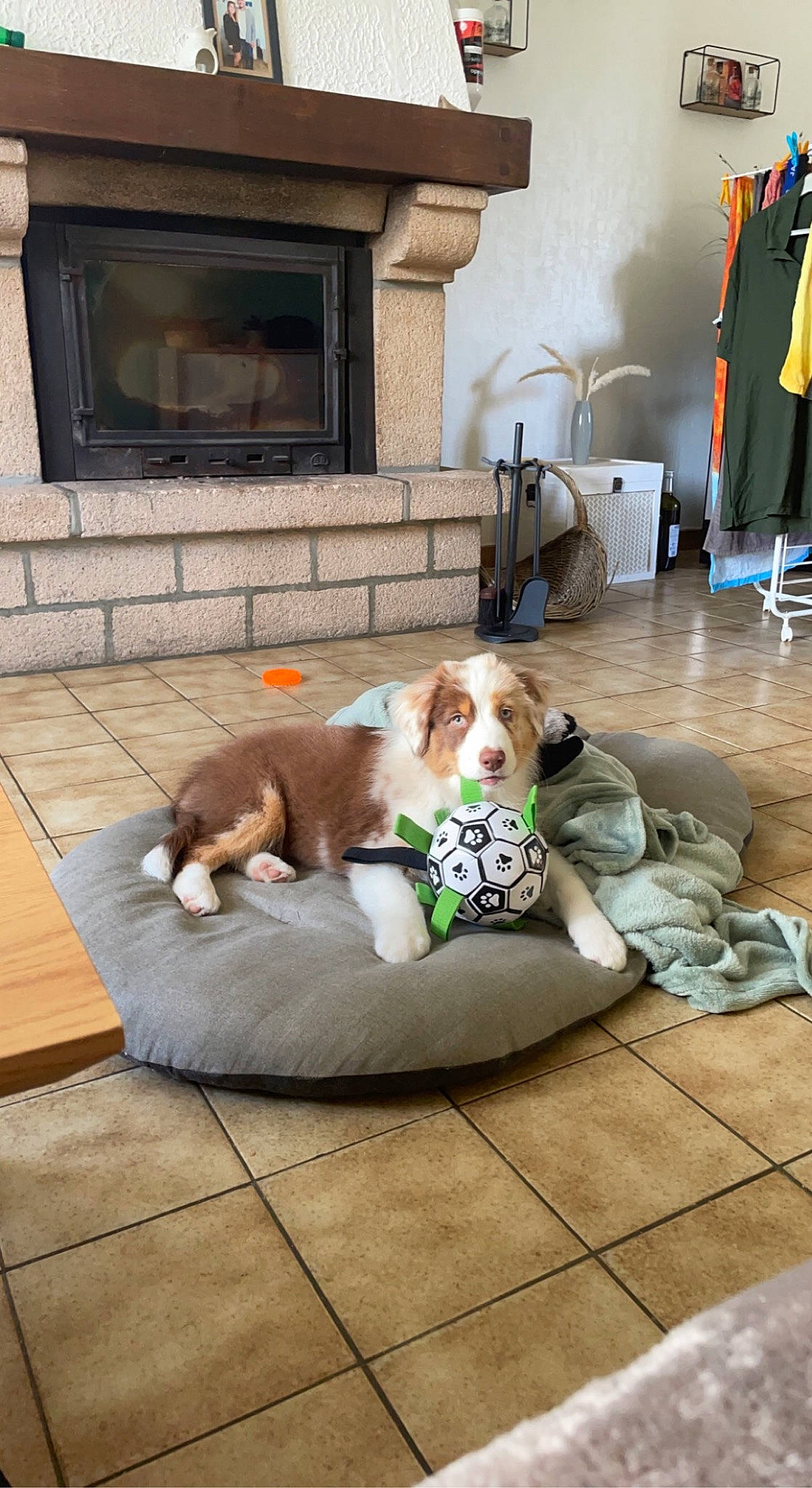 Tyana a rejoint le concours — aidez-le/la à gagner de superbes lots ! carnivore, comfort, companion_dog, dog, dog_bed, dog_breed, dog_supply, fawn, floor, flooring, gas, hardwood, home, living_room, pet_supply, room, sidewalk, toy_dog, wood, working_animal