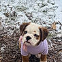 puppy, dog, snow, outdoor, winter, cute, pet, animal, young, fur, brown, white, clothing, sweater, bow, ground, leaves, nature, adorable, small