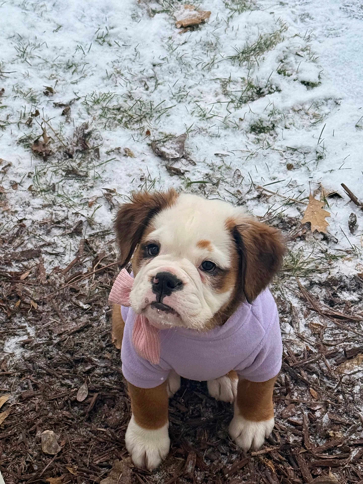 Dolly joined the competition — help win amazing prizes! puppy, dog, snow, outdoor, winter, cute, pet, animal, young, fur, brown, white, clothing, sweater, bow, ground, leaves, nature, adorable, small