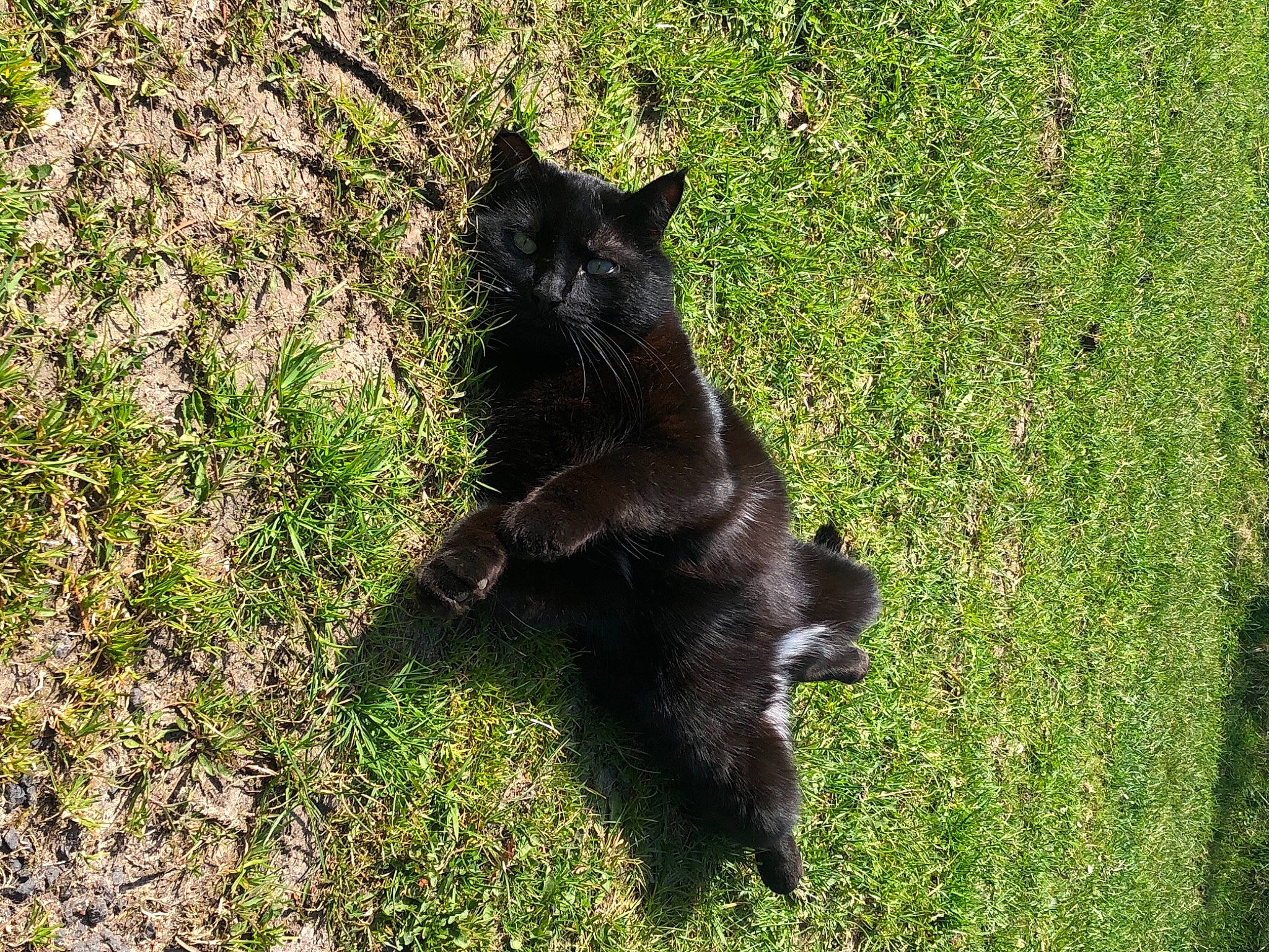 Kitkat a rejoint le concours — aidez-le/la à gagner de superbes lots ! black_cat, canidae, carnivore, cat, dog_breed, domestic_short_haired_cat, felidae, fur, grass, groundcover, plant, shadow, small_to_medium_sized_cats, sporting_group, tail, terrestrial_animal, whiskers