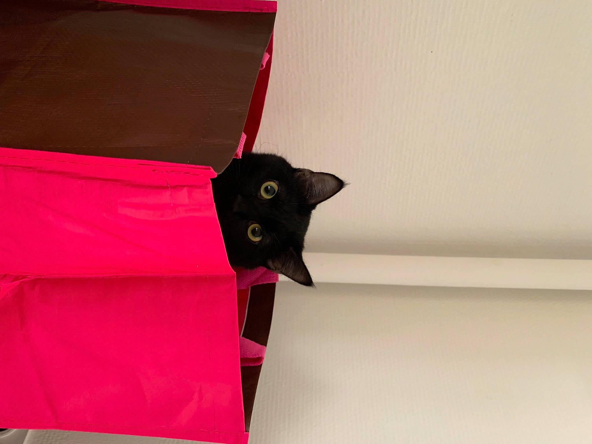 Helmut a rejoint le concours — aidez-le/la à gagner de superbes lots ! bag, carmine, carnivore, cat, creative_arts, fashion_accessory, felidae, linens, magenta, paper, paper_bag, paper_product, pattern, plant, sleeve, small_to_medium_sized_cats, tail, tints_and_shades, tree, whiskers