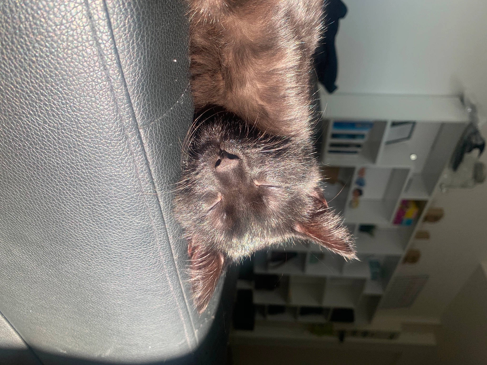 Helmut a rejoint le concours — aidez-le/la à gagner de superbes lots ! bat, carnivore, cat, claw, comfort, dog_breed, domestic_short_haired_cat, felidae, foot, fur, grey, human_leg, paw, small_to_medium_sized_cats, snout, sporting_group, tail, terrestrial_animal, whiskers, window