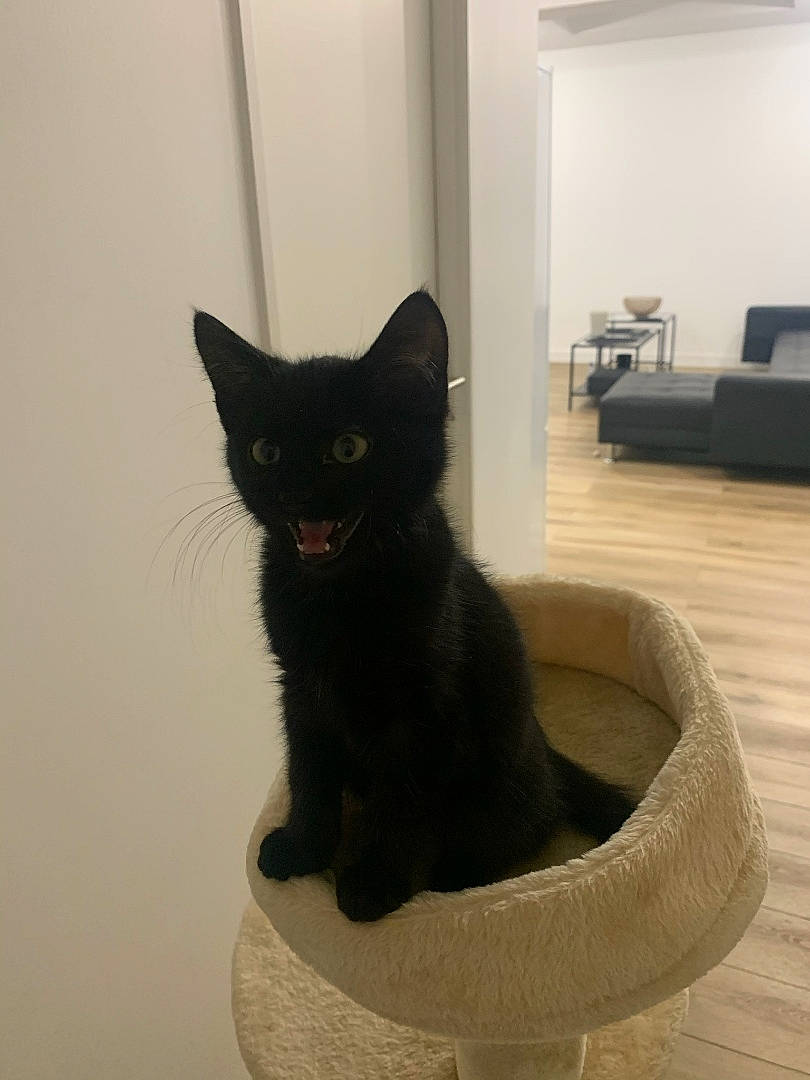 Helmut participe au concours pour gagner de l'argent avec cette photo : black_cat, bombay, carnivore, cat, cat_furniture, cat_supply, comfort, domestic_short_haired_cat, felidae, flooring, fur, grey, hardwood, pet_supply, room, small_to_medium_sized_cats, snout, tail, whiskers, wood