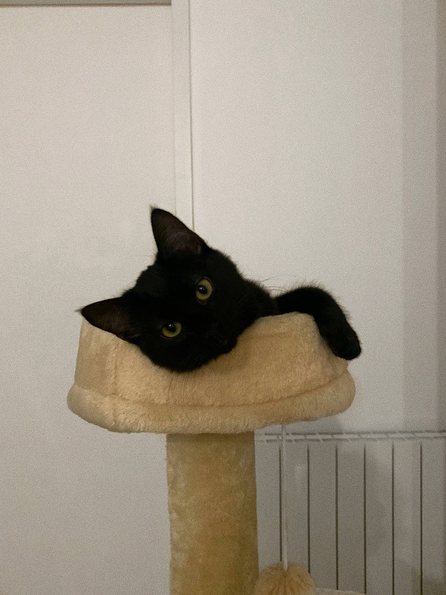 Helmut a rejoint le concours — aidez-le/la à gagner de superbes lots ! black_cat, bombay, carnivore, cat, cat_bed, cat_furniture, cat_supply, domestic_short_haired_cat, fashion_accessory, felidae, fur, grey, headgear, pedestal, pet_supply, room, small_to_medium_sized_cats, tail, whiskers, window