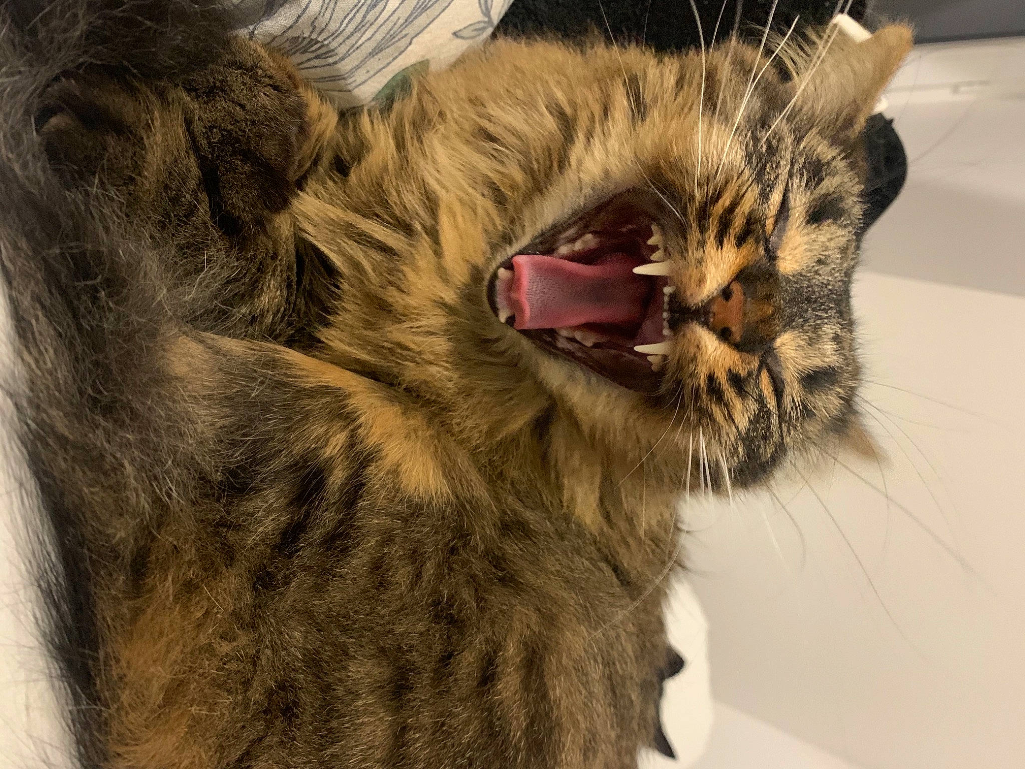 Azgard a rejoint le concours — aidez-le/la à gagner de superbes lots ! carnivore, cat, claw, domestic_short_haired_cat, eye, fang, felidae, fur, head, liver, nap, norwegian_forest_cat, paw, sleep, small_to_medium_sized_cats, snout, terrestrial_animal, whiskers