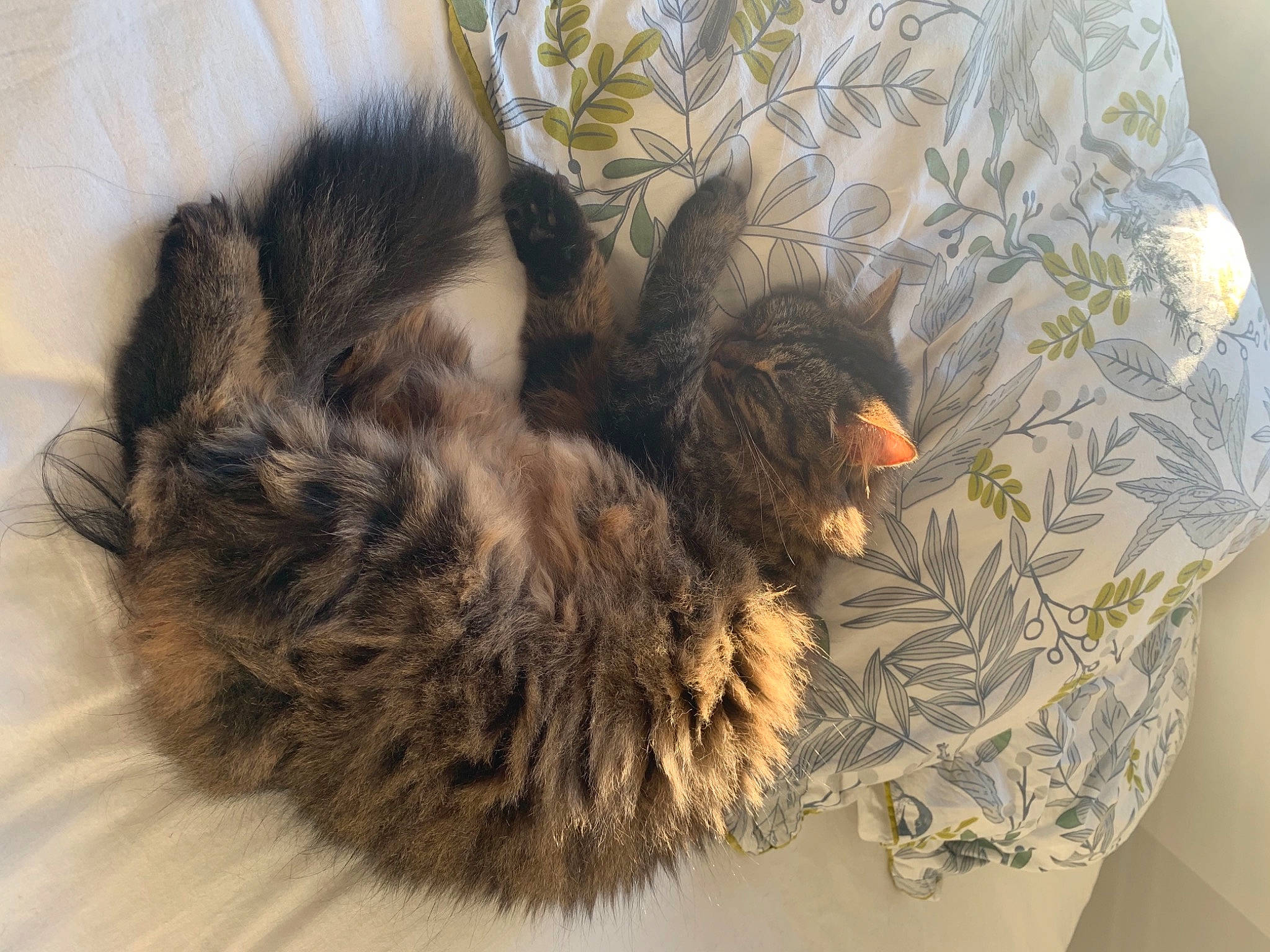 Azgard participe au concours pour gagner de l'argent avec cette photo : beak, bird, camouflage, carnivore, claw, comfort, dog_breed, feather, felidae, fur, galliformes, grey, liver, military_camouflage, pattern, sleeve, small_to_medium_sized_cats, tail, terrestrial_animal, wing