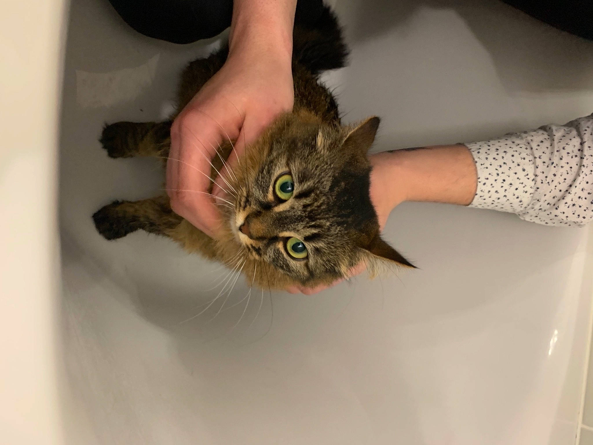 Azgard participe au concours pour gagner de l'argent avec cette photo : carnivore, cat, claw, comfort, domestic_short_haired_cat, ear, fawn, felidae, finger, foot, fur, gesture, hand, human_leg, leg, nail, small_to_medium_sized_cats, thumb, whiskers, wrist