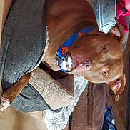 Zeus joined the competition — help win amazing prizes! canidae, carnivore, ear, fawn, sporting_group, vizsla