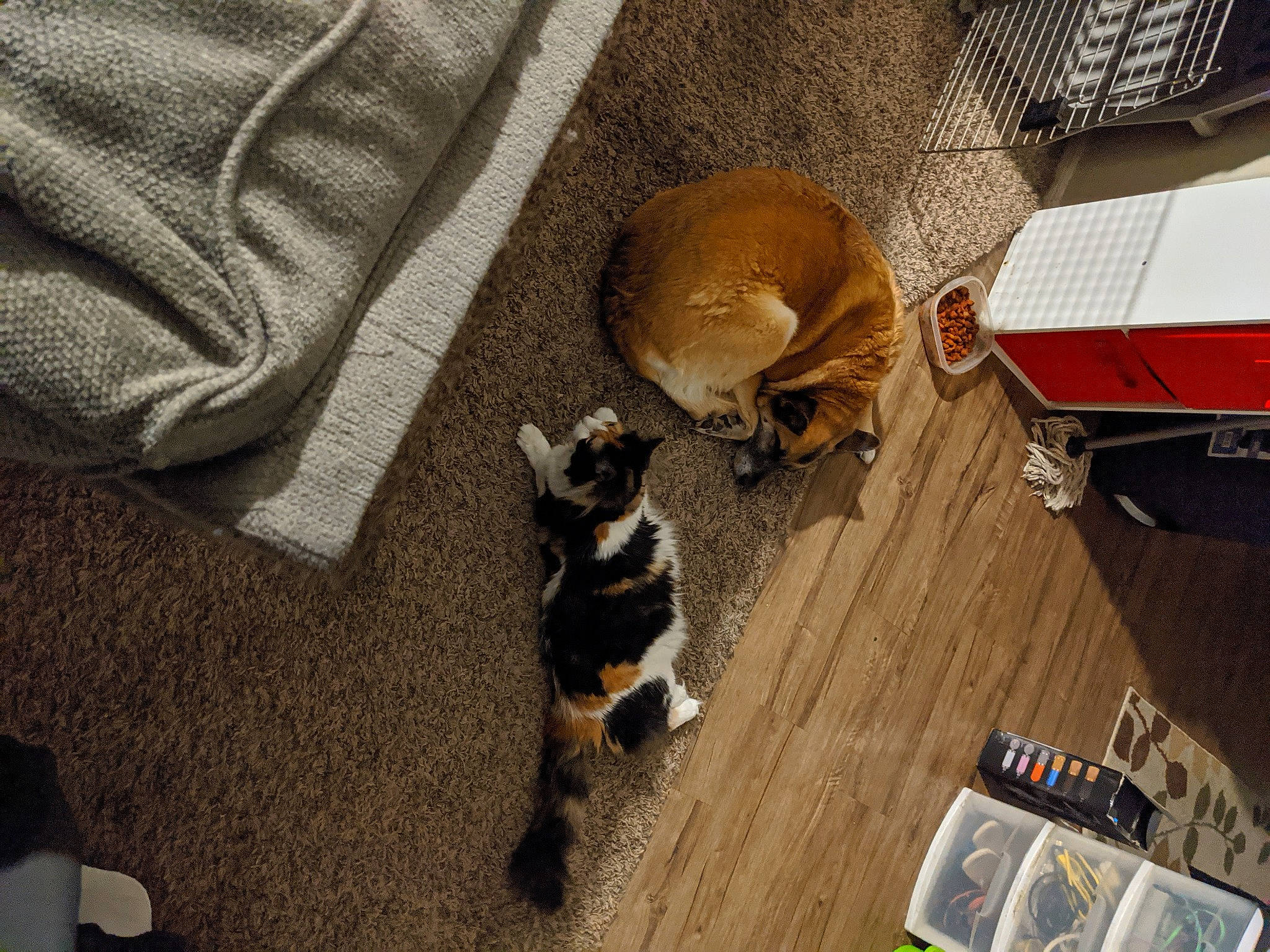 Fluff joined the competition — help win amazing prizes! bengal, canidae, carnivore, cat, dog_breed, european_shorthair, felidae, kitten, mammal, paw, puppy, small_to_medium_sized_cats, whiskers