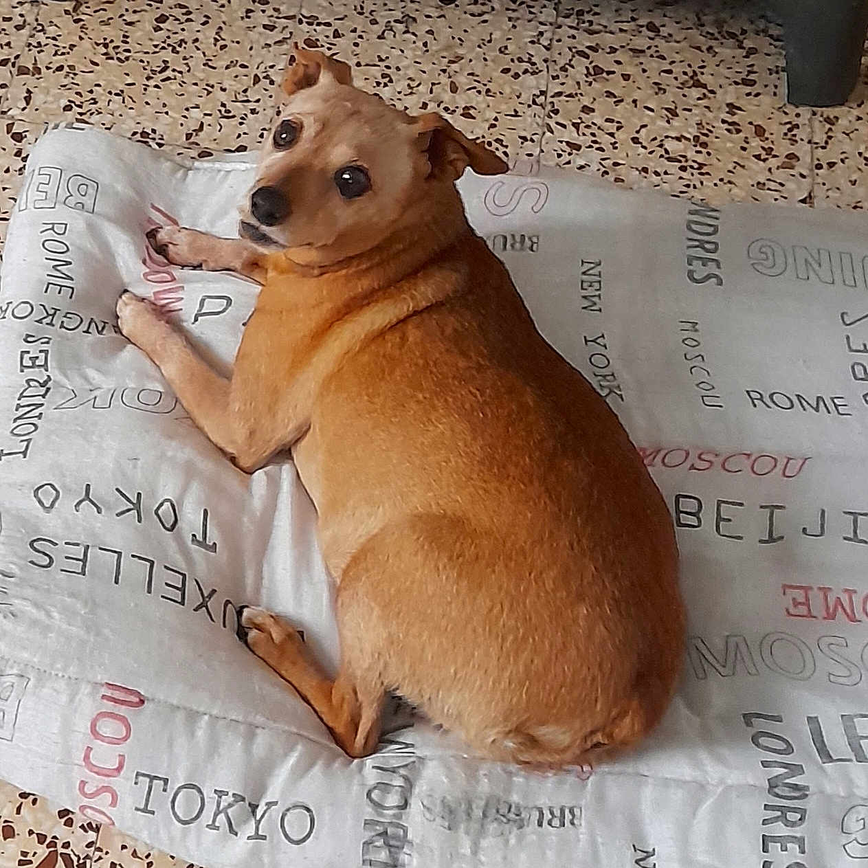 Canouche a rejoint le concours — aidez-le/la à gagner de superbes lots ! animal_figure, art, canidae, carnivore, companion_dog, dog_breed, fawn, font, fur, illustration, liver, paw, photo_caption, rectangle, tail, terrestrial_animal, toy, whiskers, wood, working_animal