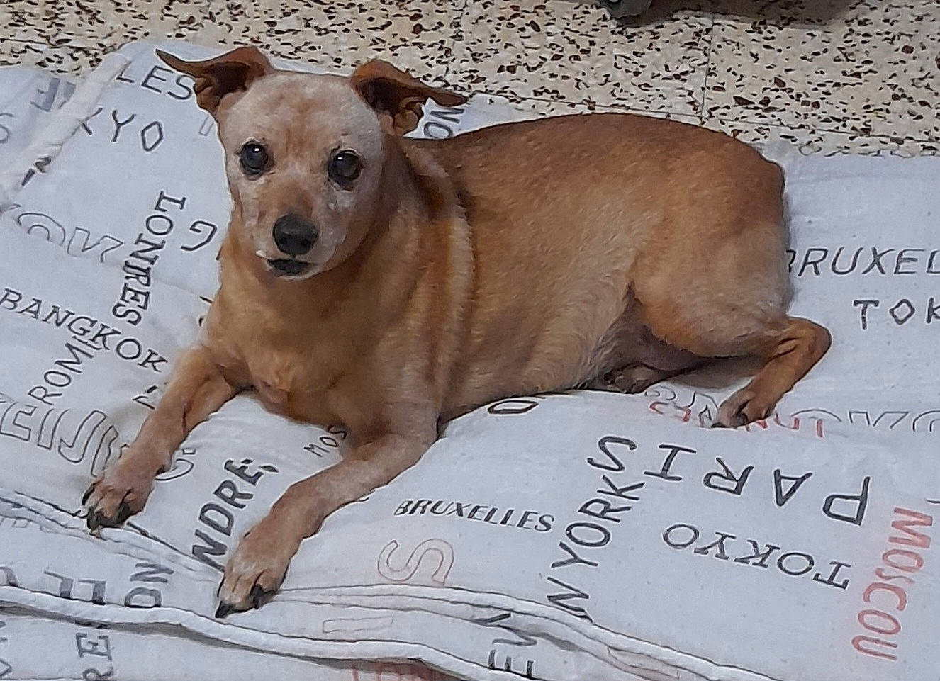 Canouche a rejoint le concours — aidez-le/la à gagner de superbes lots ! carnivore, collar, companion_dog, dog, dog_breed, dog_collar, dog_supply, drawing, fawn, font, handwriting, paw, pet_supply, photo_caption, snout, sporting_group, tail, terrestrial_animal, toy_dog, working_animal