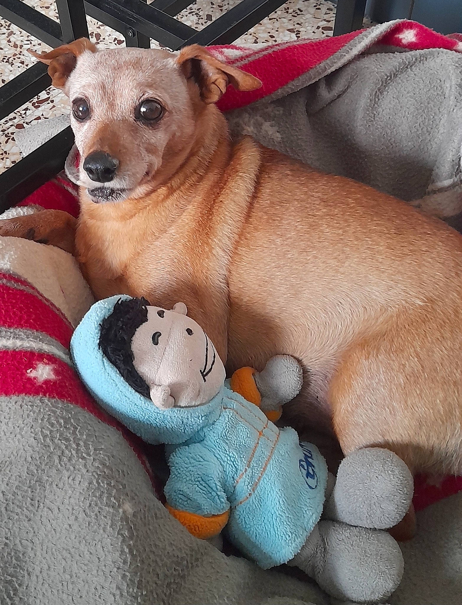 Canouche participe au concours pour gagner de l'argent avec cette photo : art, blue, carnivore, collar, comfort, companion_dog, dog, dog_breed, dog_supply, fawn, fur, linens, paw, plush, stuffed_toy, terrestrial_animal, toy, toy_dog, whiskers, wool