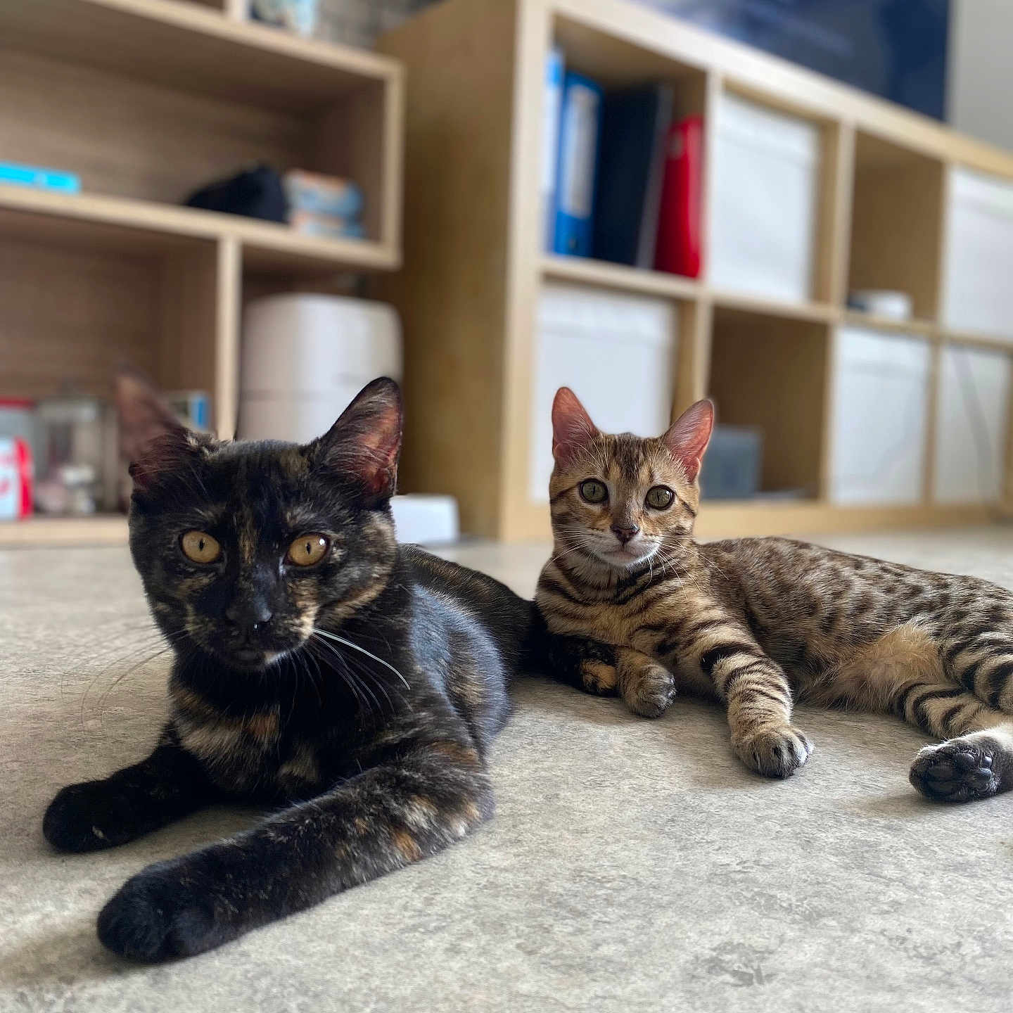 Noisette Et Venus participe au concours pour gagner de l'argent avec cette photo : abyssinian, animal, architecture, bookcase, building, cat, couch, furniture, hardwood, indoors, interiordesign, kitten, livingroom, manx, pet, plywood, room, shelf, table, wood