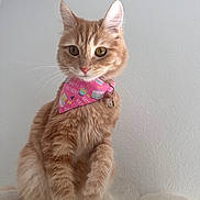 Luna joined the competition — help win amazing prizes! cat, orange_tabby, bandana, pink_bandana, birthday_pattern, whiskers, golden_eyes, ears, paws, sitting, indoor, wall_background, collar, bell, close_up, portrait, pet, feline, soft_fur, attentive