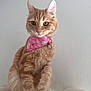 cat, orange_tabby, bandana, pink_bandana, birthday_pattern, whiskers, golden_eyes, ears, paws, sitting, indoor, wall_background, collar, bell, close_up, portrait, pet, feline, soft_fur, attentive