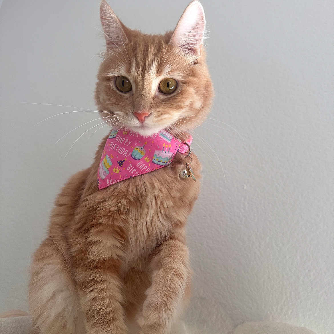 Luna joined the competition — help win amazing prizes! attentive, bandana, bell, birthday_pattern, cat, close_up, collar, ears, feline, golden_eyes, indoor, orange_tabby, paws, pet, pink_bandana, portrait, sitting, soft_fur, wall_background, whiskers