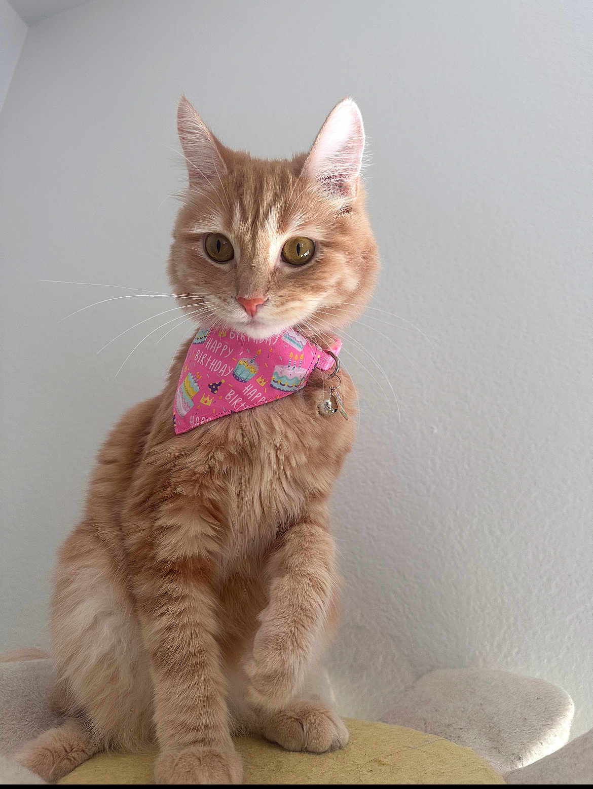 Luna joined the competition — help win amazing prizes! cat, orange_tabby, bandana, pink_bandana, birthday_pattern, whiskers, golden_eyes, ears, paws, sitting, indoor, wall_background, collar, bell, close_up, portrait, pet, feline, soft_fur, attentive