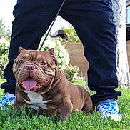 Sriracha joined the competition — help win amazing prizes! dog, grass, person, leash, pants, sneakers, outdoor, smiling, tongue_out, happy, pet, garden, tree, bush, sidewalk, house, daylight, shoes, canine, nature