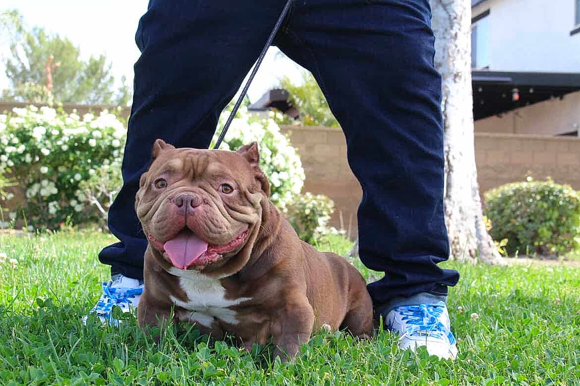 Sriracha joined the competition — help win amazing prizes! dog, grass, person, leash, pants, sneakers, outdoor, smiling, tongue_out, happy, pet, garden, tree, bush, sidewalk, house, daylight, shoes, canine, nature