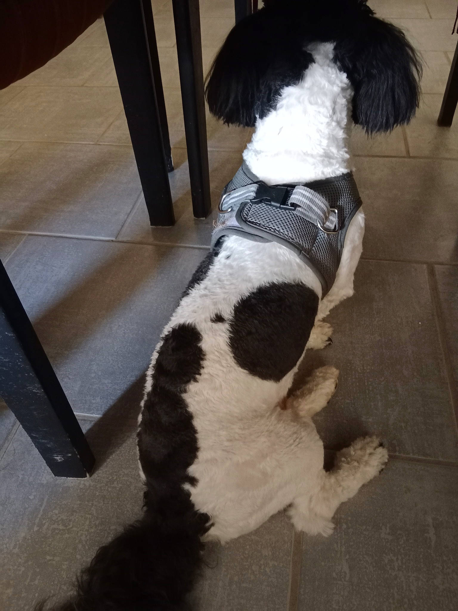 Snoopy participe au concours pour gagner de l'argent avec cette photo : carnivore, collar, companion_dog, dalmatian, dog, dog_breed, dog_clothes, dog_collar, dog_supply, door, floor, flooring, fur, human_leg, leash, pet_supply, snout, tail, toy_dog, working_animal