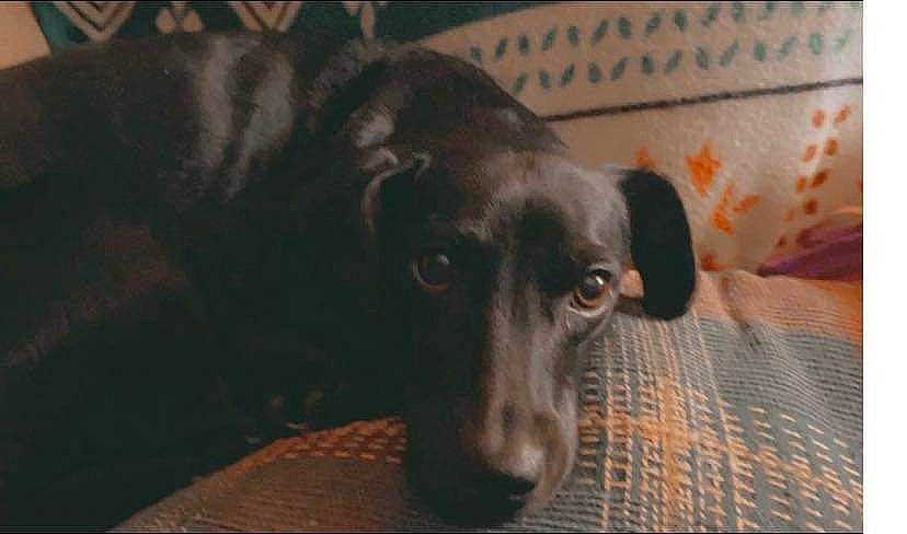 Macii Leigh is registered to the contest to win money with this photo: borador, canidae, carnivore, comfort, companion_dog, dog, dog_breed, flooring, fur, hunting_dog, liver, mammal, non_sporting_group, pet_supply, snout, sporting_group, terrestrial_animal, whiskers, wood, working_animal