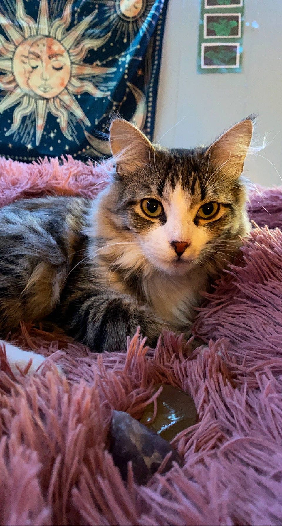 Cricket is registered to the contest to win money with this photo: carnivore, cat, claw, domestic_short_haired_cat, door, fawn, felidae, fur, paw, plant, small_to_medium_sized_cats, tail, tree, vertebrate, whiskers, wildlife, window