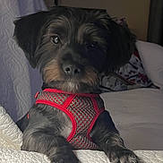 Al-Lee is registered to the contest to win money with this photo: dog, pet, indoor, red_harness, black_fur, brown_fur, quilted_blanket, curious, cute, animal, paw, face, ears, fur, snout, resting, closeup, companion, domestic, cozy