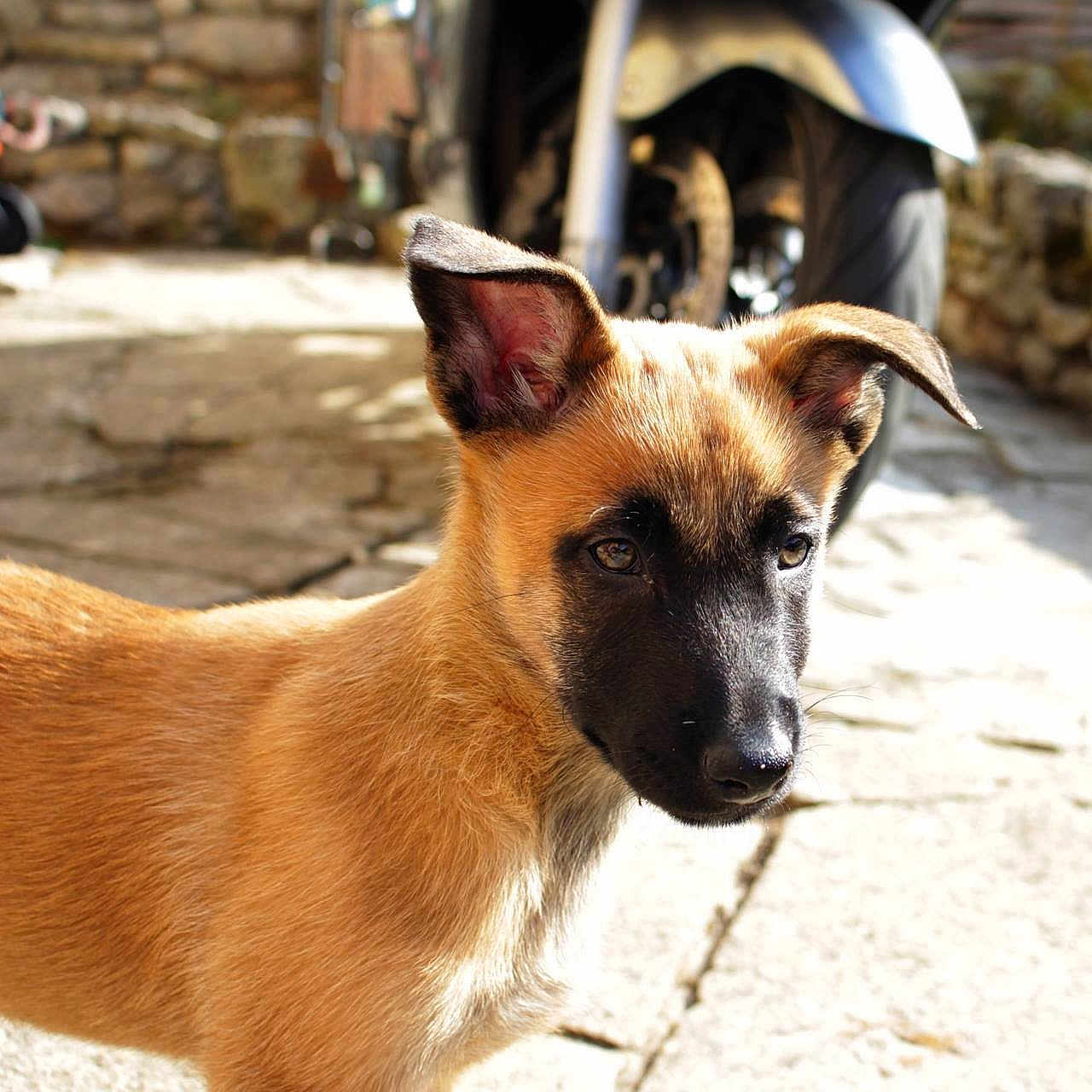 Olympe a rejoint le concours — aidez-le/la à gagner de superbes lots ! belgian_shepherd_malinois, carnivoran, dog, dog_breed, dog_breed_group, dog_like_mammal, kunming_wolfdog, snout, street_dog