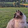 cat, long_hair, blue_eyes, grass, lake, trees, hill, outdoor, nature, animal, pet, feline, fluffy, field, calm, daylight, sky, reflection, landscape, leisure