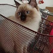 Zia a rejoint le concours — aidez-le/la à gagner de superbes lots ! cat, bicycle, basket, indoor, pet, fluffy, blue_eyes, handlebar, pedal, wall, decoration, mesh, curious, animal, domestic, feline, closeup, sitting, home, cute