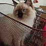 cat, bicycle, basket, indoor, pet, fluffy, blue_eyes, handlebar, pedal, wall, decoration, mesh, curious, animal, domestic, feline, closeup, sitting, home, cute