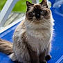 Zia participe au concours pour gagner de l'argent avec cette photo : cat, blue_eyes, fluffy, outdoor, lounge_chair, blue_chair, pet, feline, sitting, portrait, fur, animal, relaxed, daylight, nature, green_background, domestic_cat, whiskers, tail, cute