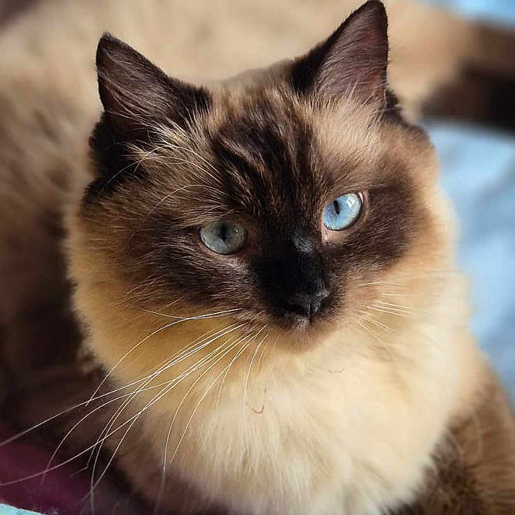 Zia participe au concours pour gagner de l'argent avec cette photo : animal, bed, blue_eyes, cat, close_up, colorful, cute, feline, fluffy, fur, house_pet, indoor, pet, portrait, quilt, relaxed, resting, siamese_cat, soft_focus, whiskers