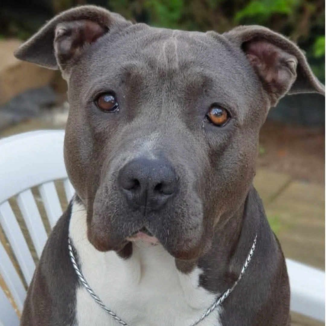Kali participe au concours pour gagner de l'argent avec cette photo : dog, pitbull, chain_collar, white_chair, outdoor, pet, close_up, gray_dog, brown_eyes, animal, canine, sitting, portrait, fur, ears, snout, domestic_animal, companion, looking, chain