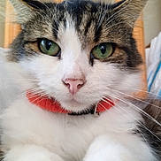 Nestor a rejoint le concours — aidez-le/la à gagner de superbes lots ! cat, close_up, green_eyes, pink_nose, fluffy, paws, collar, pet, domestic_animal, whiskers, indoor, feline, cute, relaxed, animal_portrait, fur, tabby, white_fur, resting, soft