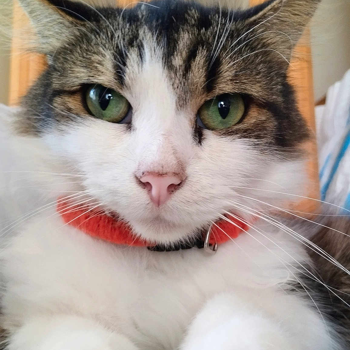 Nestor a rejoint le concours — aidez-le/la à gagner de superbes lots ! animal_portrait, cat, close_up, collar, cute, domestic_animal, feline, fluffy, fur, green_eyes, indoor, paws, pet, pink_nose, relaxed, resting, soft, tabby, whiskers, white_fur