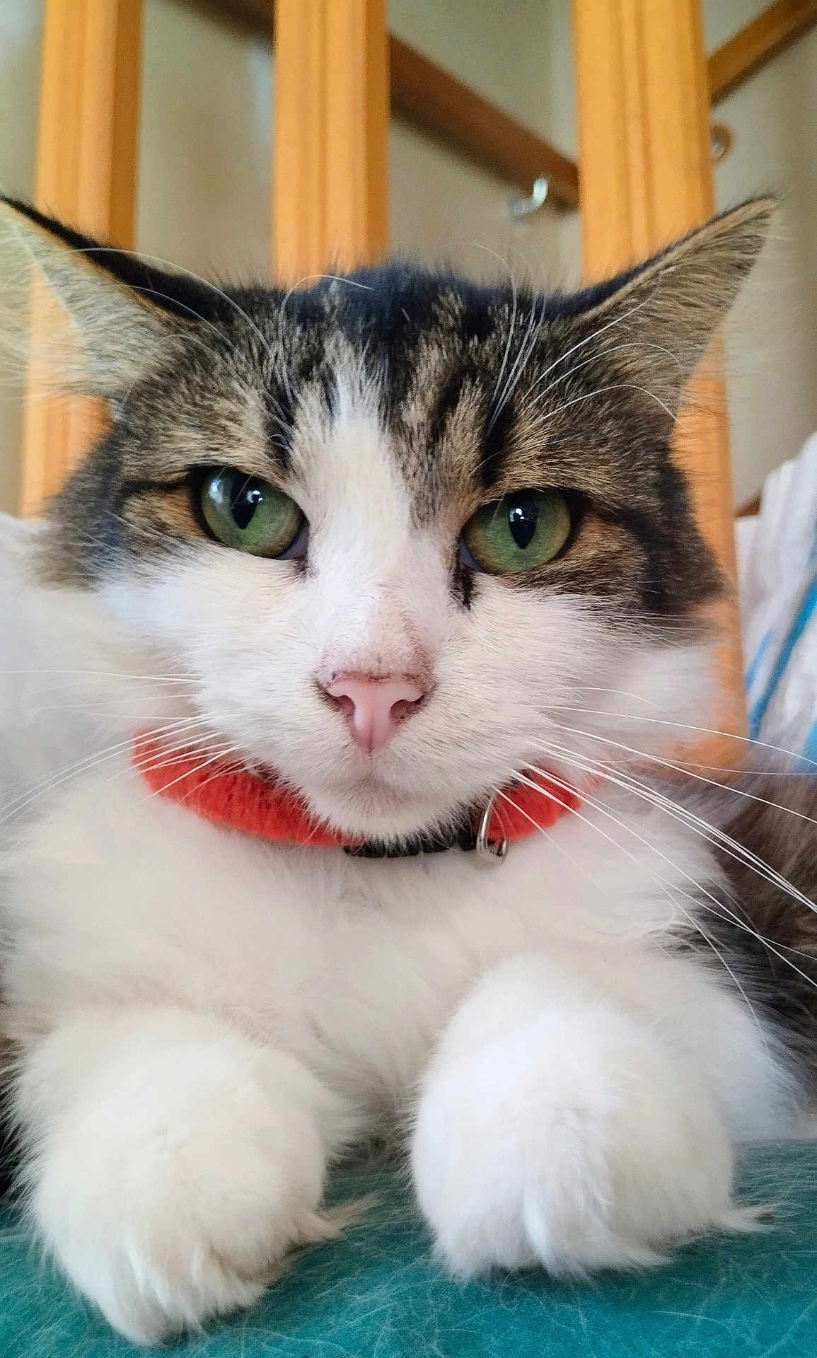 Nestor a rejoint le concours — aidez-le/la à gagner de superbes lots ! cat, close_up, green_eyes, pink_nose, fluffy, paws, collar, pet, domestic_animal, whiskers, indoor, feline, cute, relaxed, animal_portrait, fur, tabby, white_fur, resting, soft