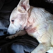 Capone a rejoint le concours — aidez-le/la à gagner de superbes lots ! animal, bed, blanket, calm, canine, close_up, dog, domestic_animal, ear, fur, indoor, lying_down, paw, pet, quiet, relaxing, resting, side_view, sleepy, white_dog