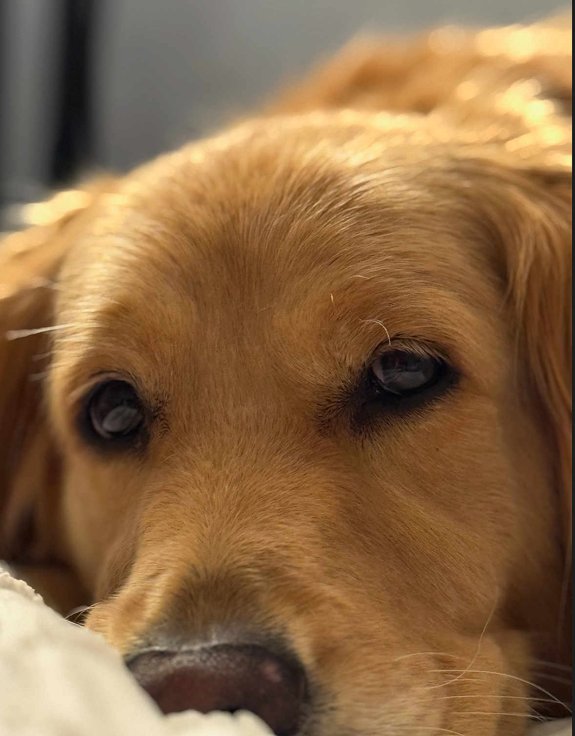 Vega joined the competition — help win amazing prizes! dog, golden_retriever, close_up, face, fur, nose, eyes, pet, animal, domestic_animal, mammal, whiskers, sleepy, resting, cute, canine, portrait, soft_light, indoor, calm
