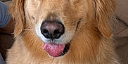 Vega joined the competition — help win amazing prizes! dog, golden_retriever, pet, indoor, couch, fur, tongue_out, happy, animal, canine, mammal, friendly, closeup, portrait, household, companion, cute, fluffy, domestic, relaxed