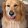 dog, golden_retriever, pet, indoor, couch, fur, tongue_out, happy, animal, canine, mammal, friendly, closeup, portrait, household, companion, cute, fluffy, domestic, relaxed