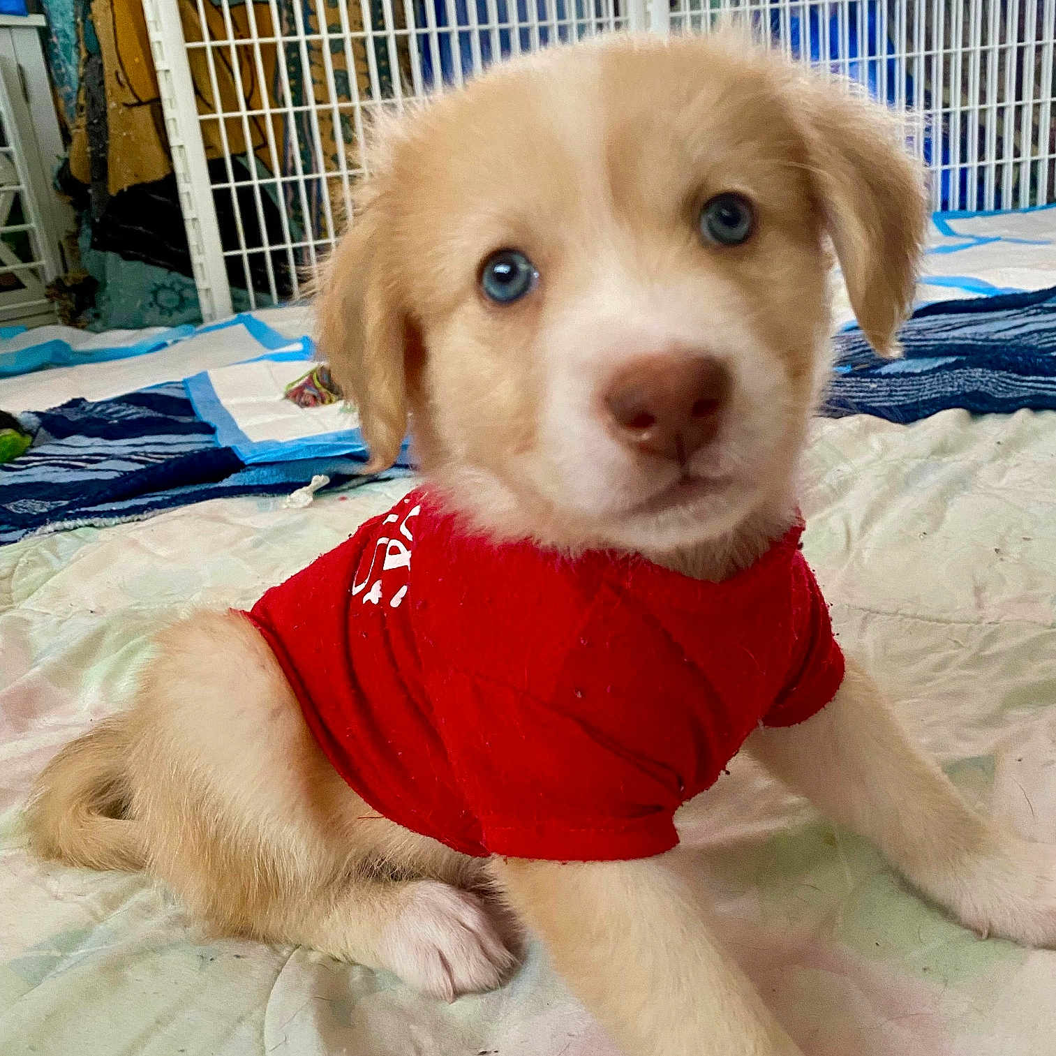 Teddy is registered to the contest to win money with this photo: animal, blanket, blue_eyes, cozy, curious, cute, dog, domestic, face, front_view, fur, indoor, pet, playpen, puppy, red_shirt, sitting, small, soft_light, young