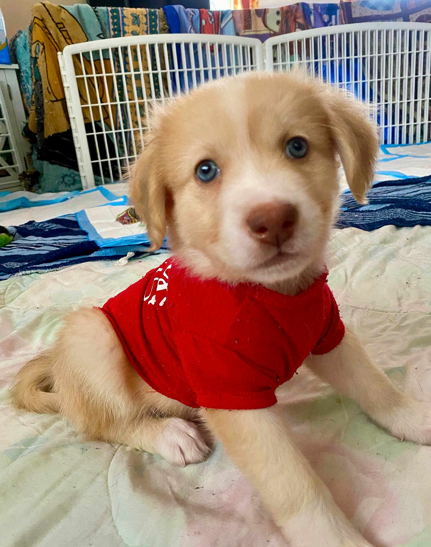 Teddy