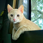Milo joined the competition — help win amazing prizes! cat, cream_colored, window, indoor, animal, pet, whiskers, curious, fur, ears, paw, face, looking, nature, tree, daylight, closeup, domestic_cat, resting, house
