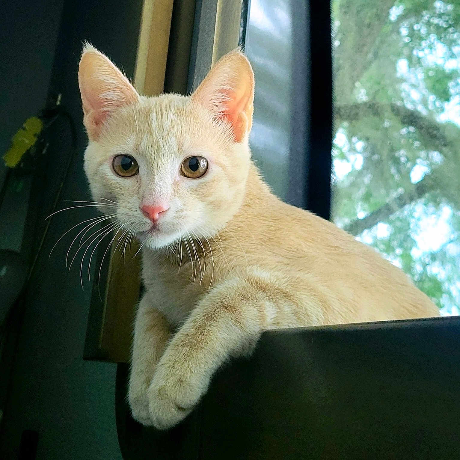 Milo joined the competition — help win amazing prizes! animal, cat, closeup, cream_colored, curious, daylight, domestic_cat, ears, face, fur, house, indoor, looking, nature, paw, pet, resting, tree, whiskers, window