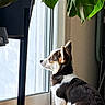 Lyra a rejoint le concours — aidez-le/la à gagner de superbes lots ! puppy, dog, indoor, window, glass_door, plant, leaf, wooden_floor, side_view, tricolor, pet, young_dog, curious, natural_light, sitting, quiet, domestic, animal, houseplant, contemplative