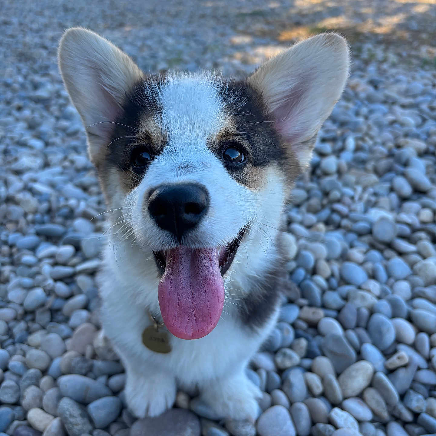 Lyra