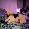 dog, puppy, sleeping, bed, blanket, indoor, television, remote_control, purple_light, cozy, resting, animal, fur, cute, quiet, relaxation, comfort, paw, side_view, home